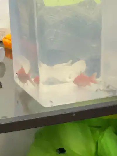 free gold fish, View more