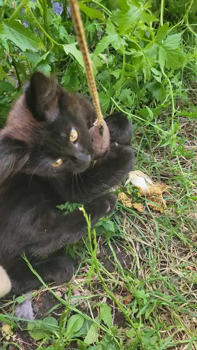 Dark Copper Red Male Kitten, View more