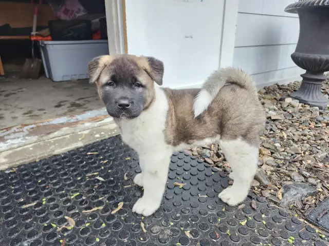 Purebred Akita Puppies in Dogs & Puppies for Rehoming in Windsor Region - Image 5