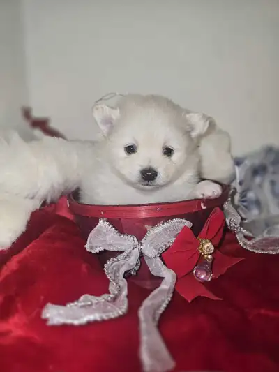2 left Christmas Pomeranian Puppies, View more