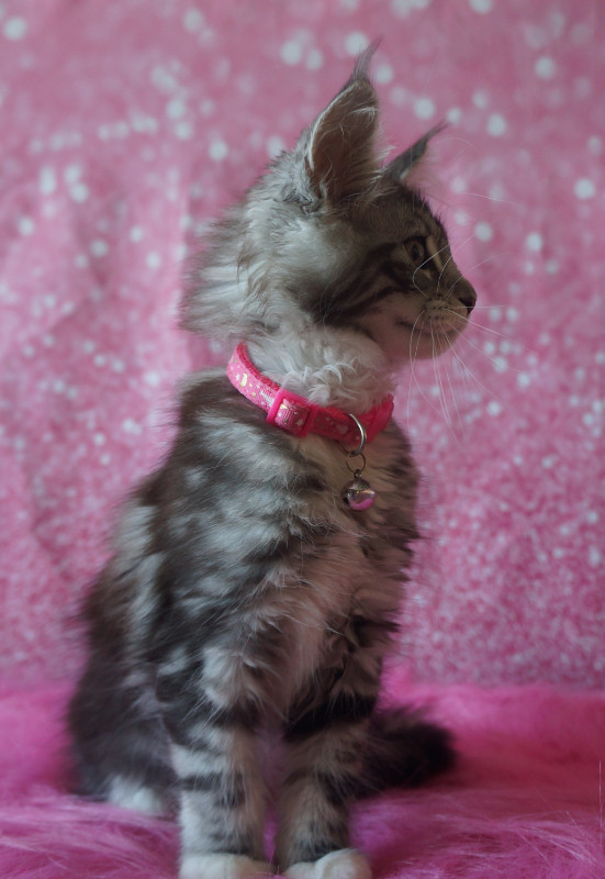 Main Coon kittens for sale   Purr-Ty Cat Paradise in Cats & Kittens for Rehoming in North Bay - Image 2