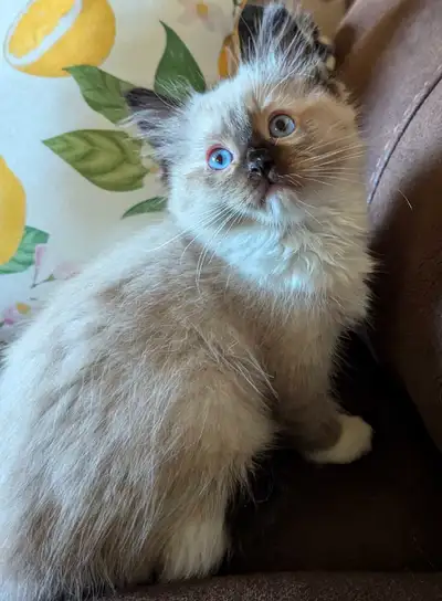 I'm expecting a litter of beautiful kittens. The last two photos are the King and Queen of the litte...