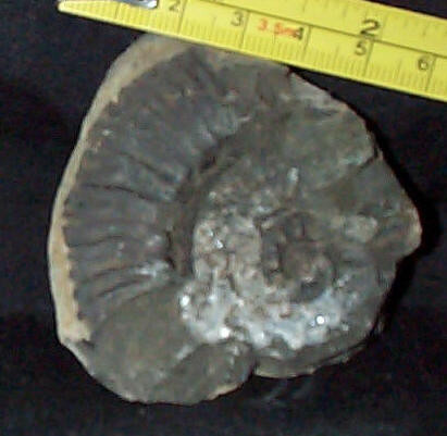 Mineral / Fossil Specimens in Arts & Collectibles in Hamilton - Image 2