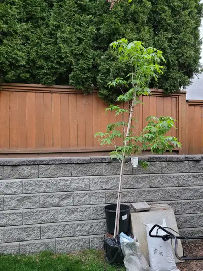 Purchased from Lyon's Landscaping about 1 year ago. Tree is bright and healthy. Still has original s...