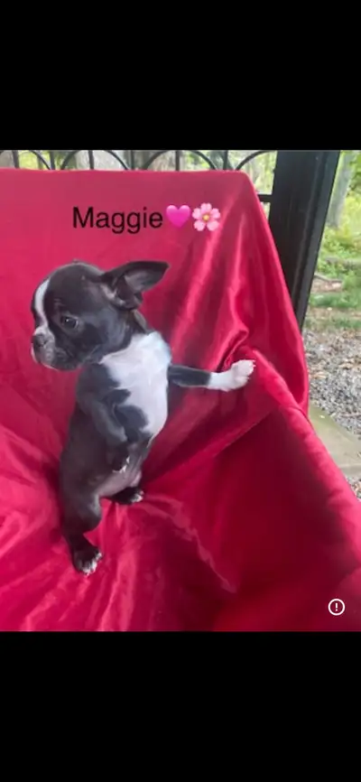 Boston Terrier READY TO GO!!!!!, View more