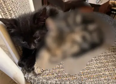 baby cats looking for a new home. they are 2 months old. very playful, affectionate and cute. please...