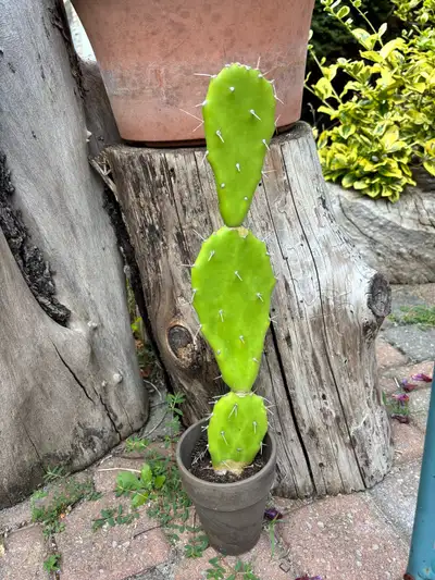 Opuntia Cactus, View more