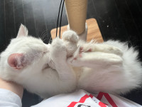 7 months only! Pure white ragdoll kitten