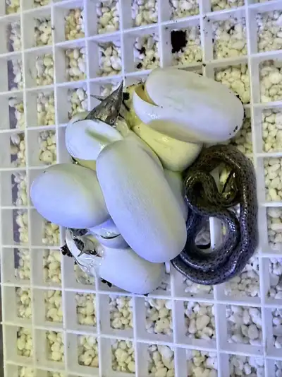 cbb rhino ratsnakes, View more