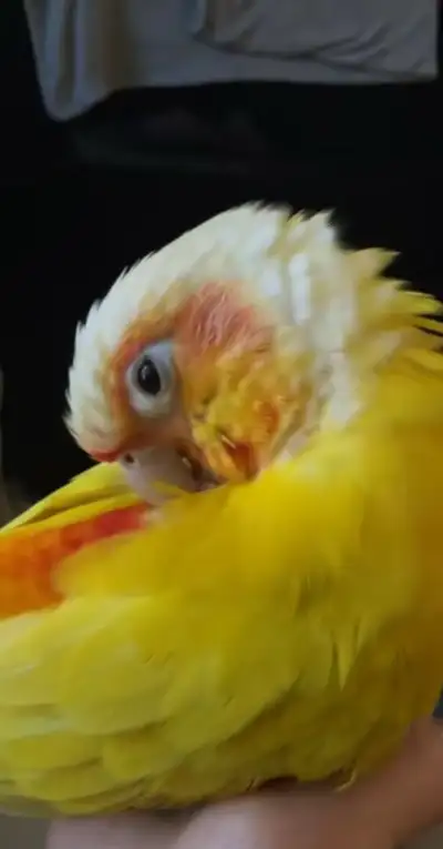SUN CHEEK CONURE FRIENDLY, View more