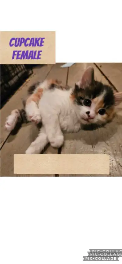 Description Kittens. Snuggly, litter trained, used to other cats and dogs. Ready to rehome december...