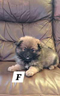 Pomoranian puppy's for Sale