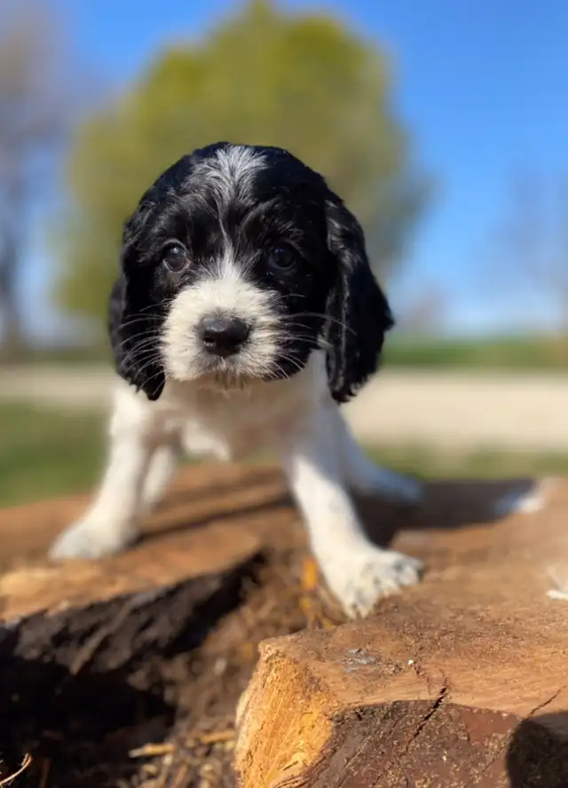 mini Cockapoo puppies  in Dogs & Puppies for Rehoming in Oakville / Halton Region - Image 4