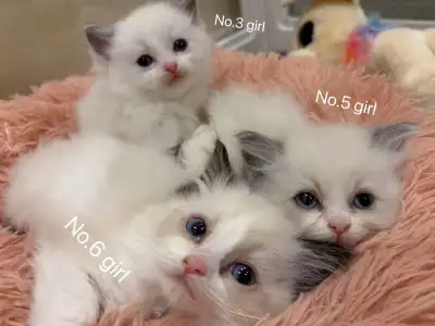 *** Christmas 2 months old Ragdoll kittens ***, View more