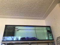 Looking for bigger saltwater fish that need to be rehomed