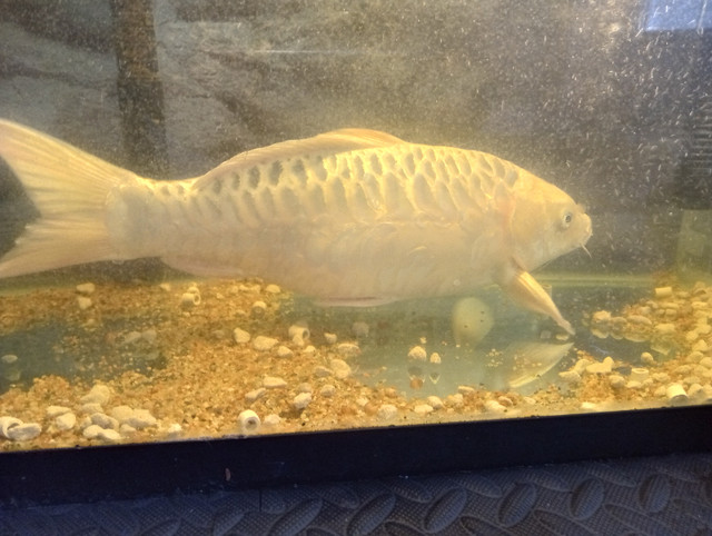 Ghost koi in Fish for Rehoming in Edmonton - Image 2