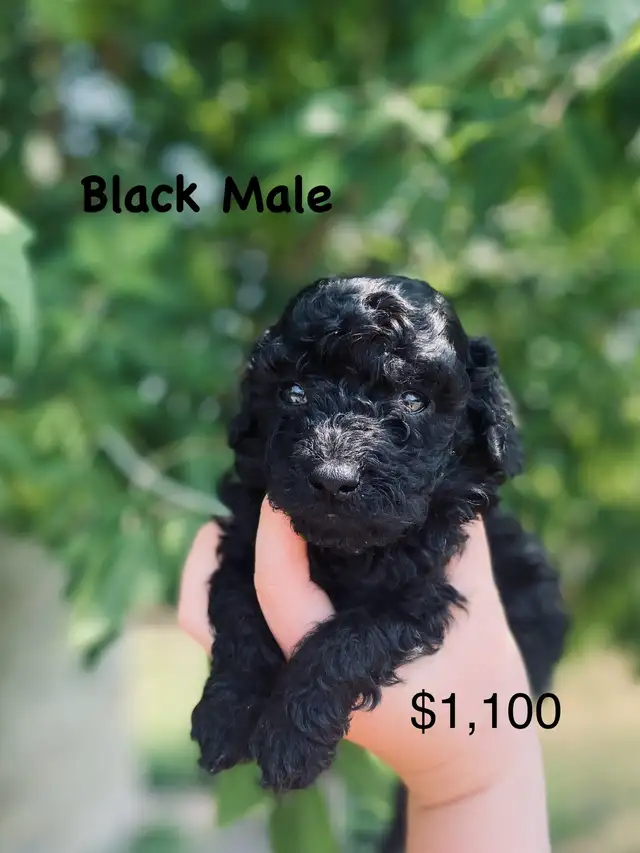 Toy Poodle Puppies ( only 3 left ) ready in 1.5 weeks in Dogs & Puppies for Rehoming in Winnipeg - Image 3