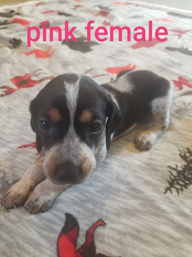 Bluetick puppies Dogs & Puppies for Rehoming Napanee Kijiji