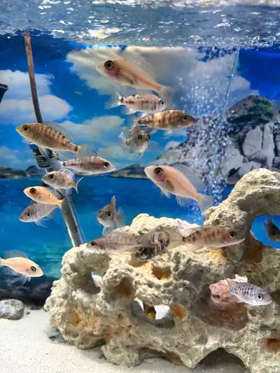 African cichlid mixed fish, View more