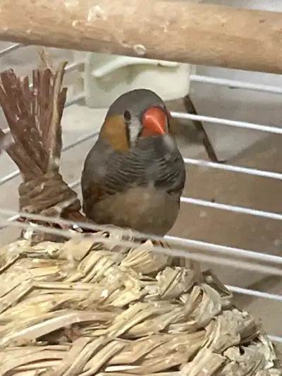 Two finches for regime one male and one female, 35 per one please take me home！