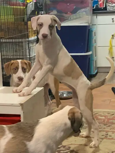 UPDATE ON LISTING: Due to holding the puppies for a week, on guaranteed to pickup on Friday we ended...