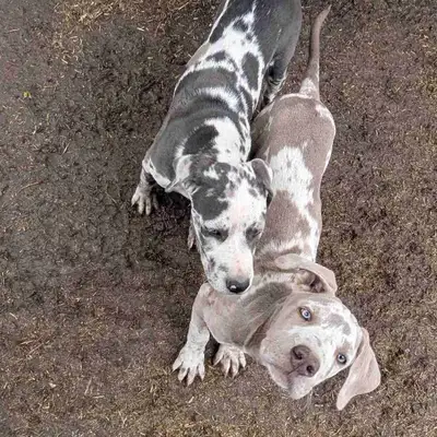 Great Dane /Cane Corso puppies, View more