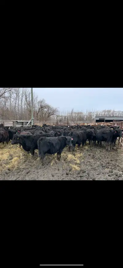 Top end open replacement heifers, View more