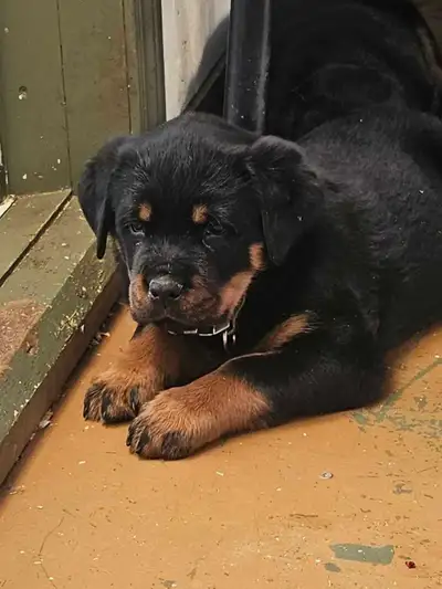 chiot ( femelle) rottweiler, View more