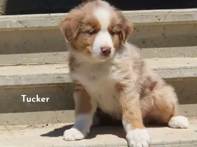 Mini Australian Shepherd puppies, View more