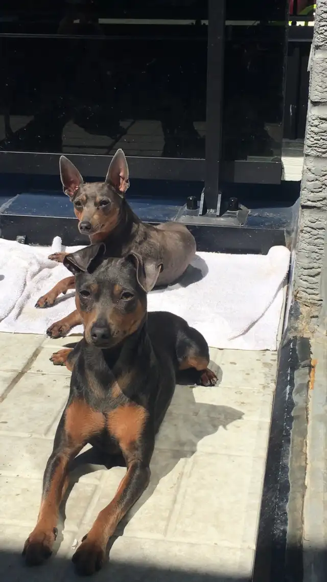 Miniature Pinscher puppies in Dogs & Puppies for Rehoming in Mississauga / Peel Region - Image 7