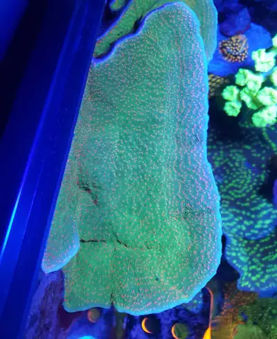 Christmas montipora - saltwater coral frag , View more
