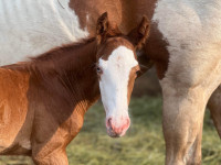 Flashy APHA cow bred colt! 