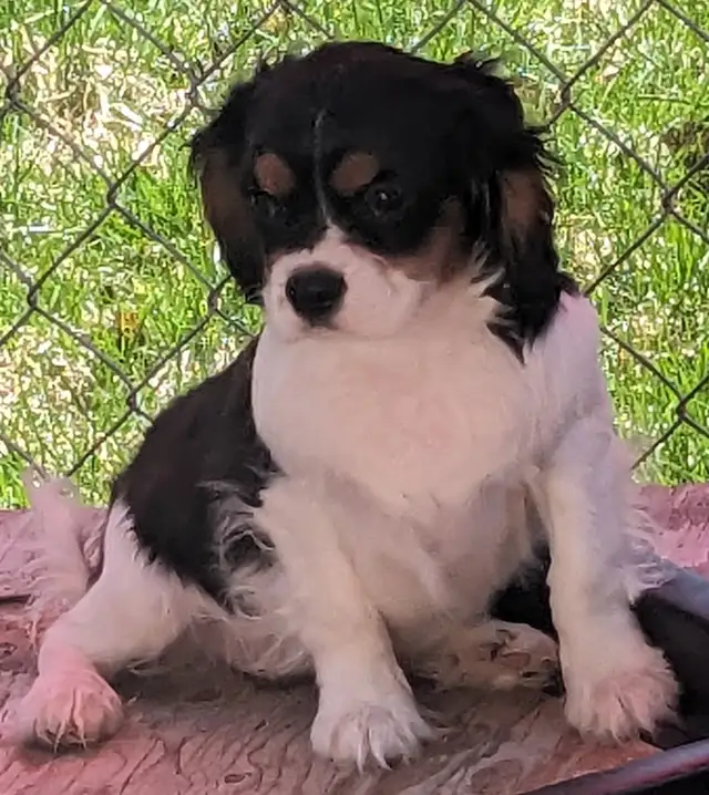 Cavalier King Charles Spaniel Puppies in Dogs & Puppies for Rehoming in City of Toronto - Image 3