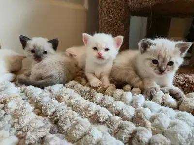 Lynx point Siamese kittens three left, View more