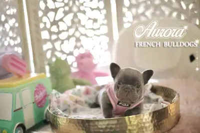 Purebred French Bulldogs , View more