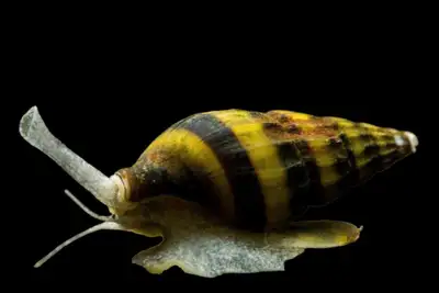 Assassin Snails $2ech or 3/$5, View more