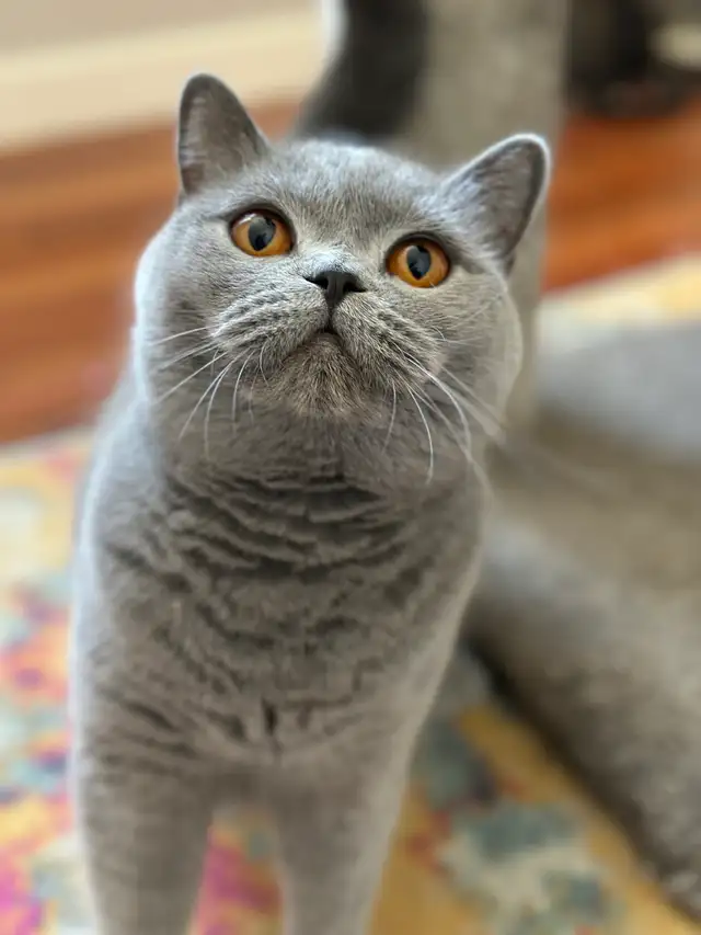 Registered British Shorthair