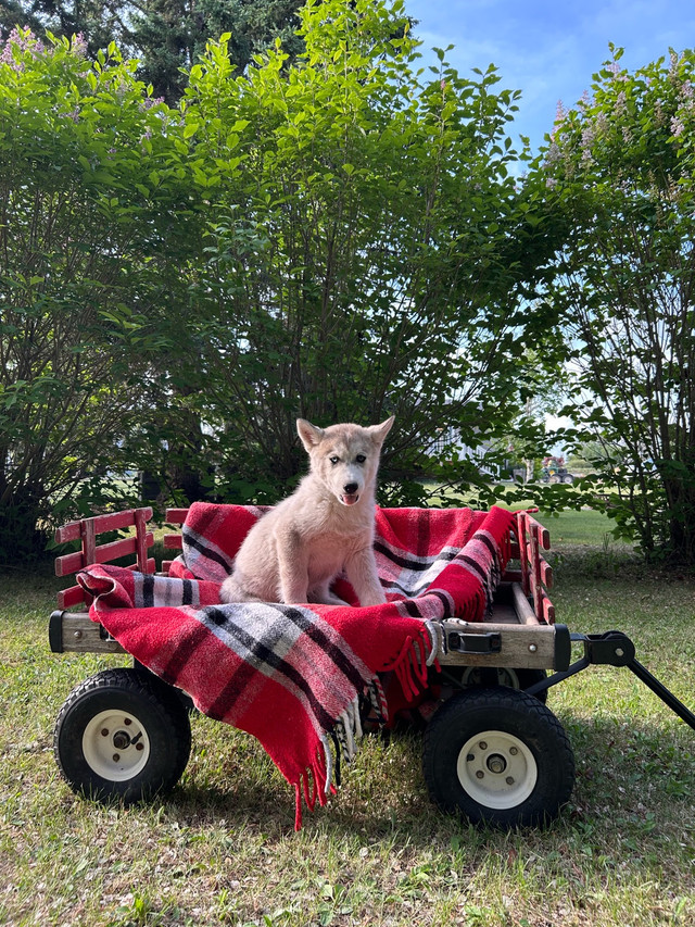 Purebred Siberian Husky Puppies FREE RIDE TO SASKATOON JULY 8 in Dogs & Puppies for Rehoming in Saskatoon - Image 2