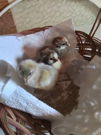 Heritage Breed Chicks and Hatching eggs