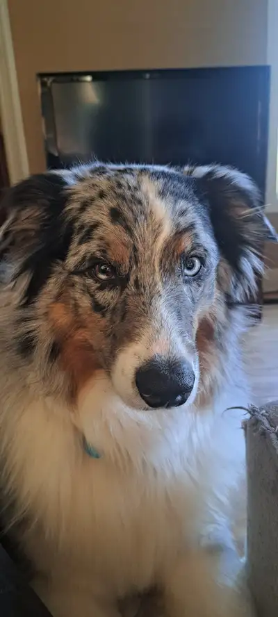 Magnifique Berger Australien bleu merle à vendre, View more