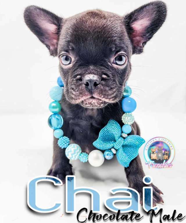 FRENCH BULLDOGS REGISTERED Blue, Merle, Standard in Dogs & Puppies for Rehoming in Edmonton - Image 3