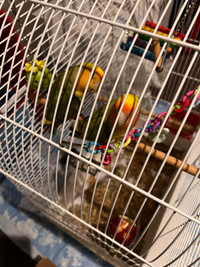 Two Lovebirds with Cage