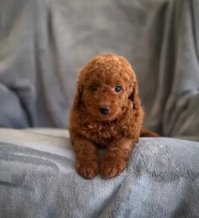 Mini Goldendoodle Puppies, View more