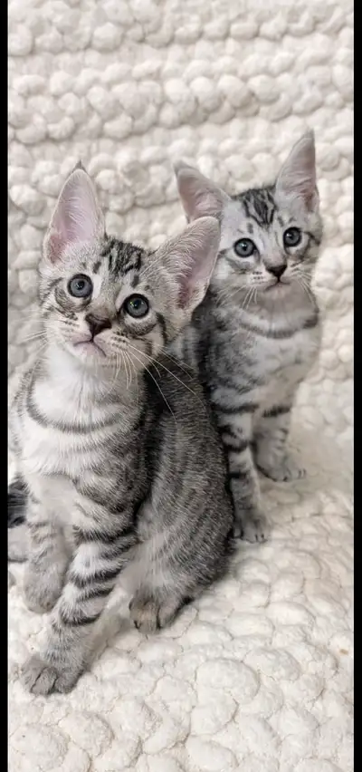 Maine coon savannah kittens, View more