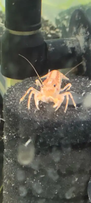 Mini Orange Dwarf Crayfish for SALE! in Fish for Rehoming in Woodstock - Image 4
