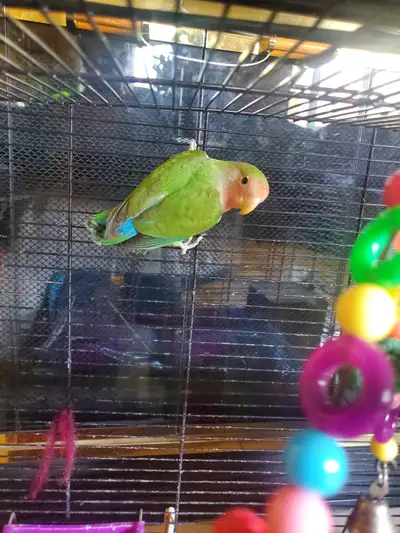 Love birds, View more