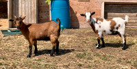 2 Purebred Nigerian Dwarf Goats (Female)