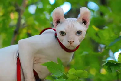 Bonjour ! Je recherche une famille d’accueil pour mon magnifique male blanc enregistrer tica au yeux...