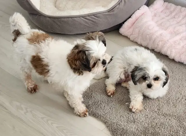 Shih-Tzu puppies in Dogs & Puppies for Rehoming in Winnipeg - Image 6
