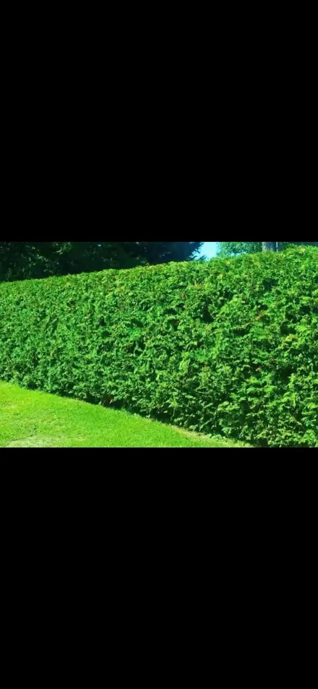 Cedar Hedges in Plants, Fertilizer & Soil in Ottawa - Image 2
